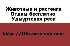 Животные и растения Отдам бесплатно. Удмуртская респ.